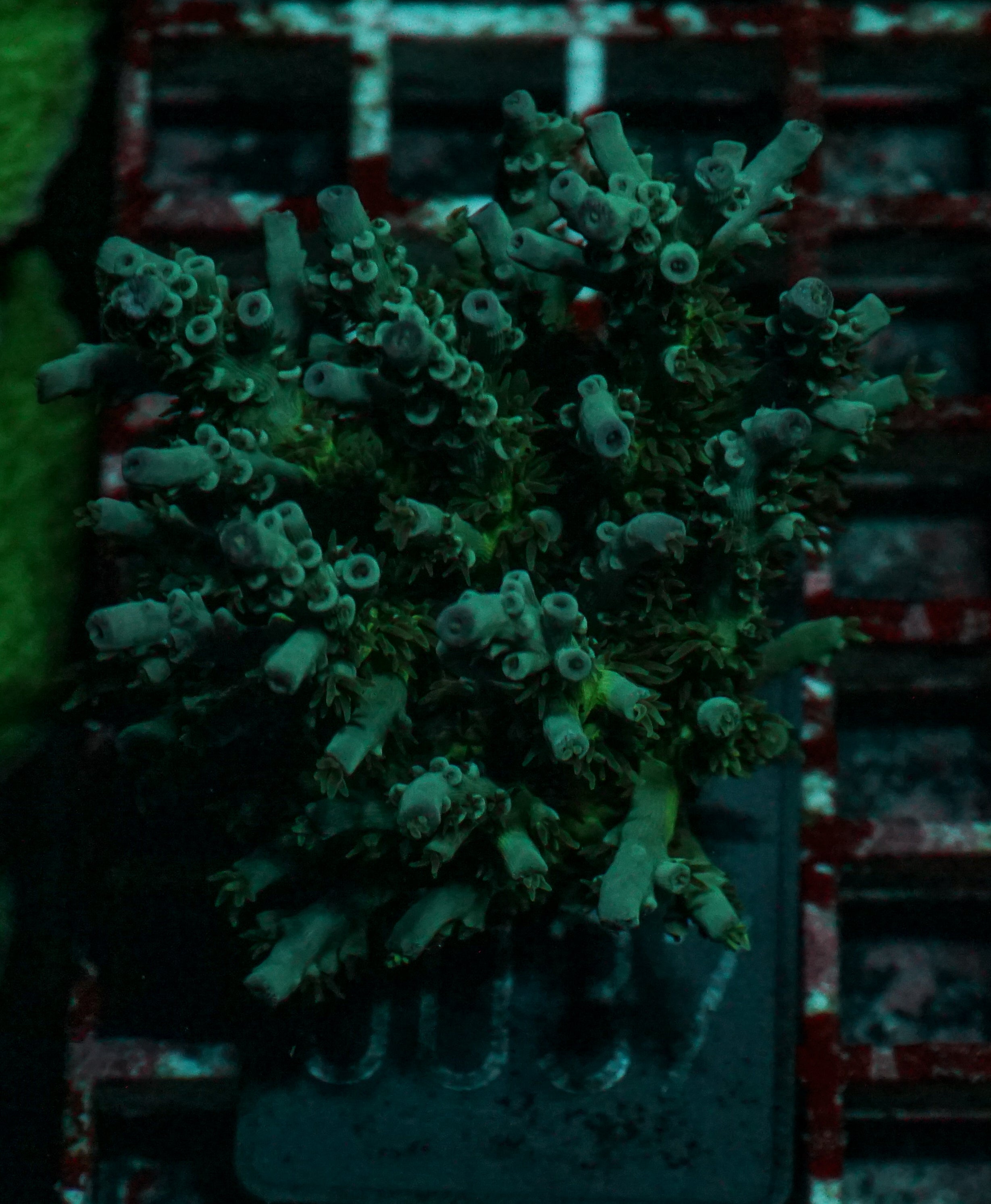 Acropora kenti "Unique" Grade 1