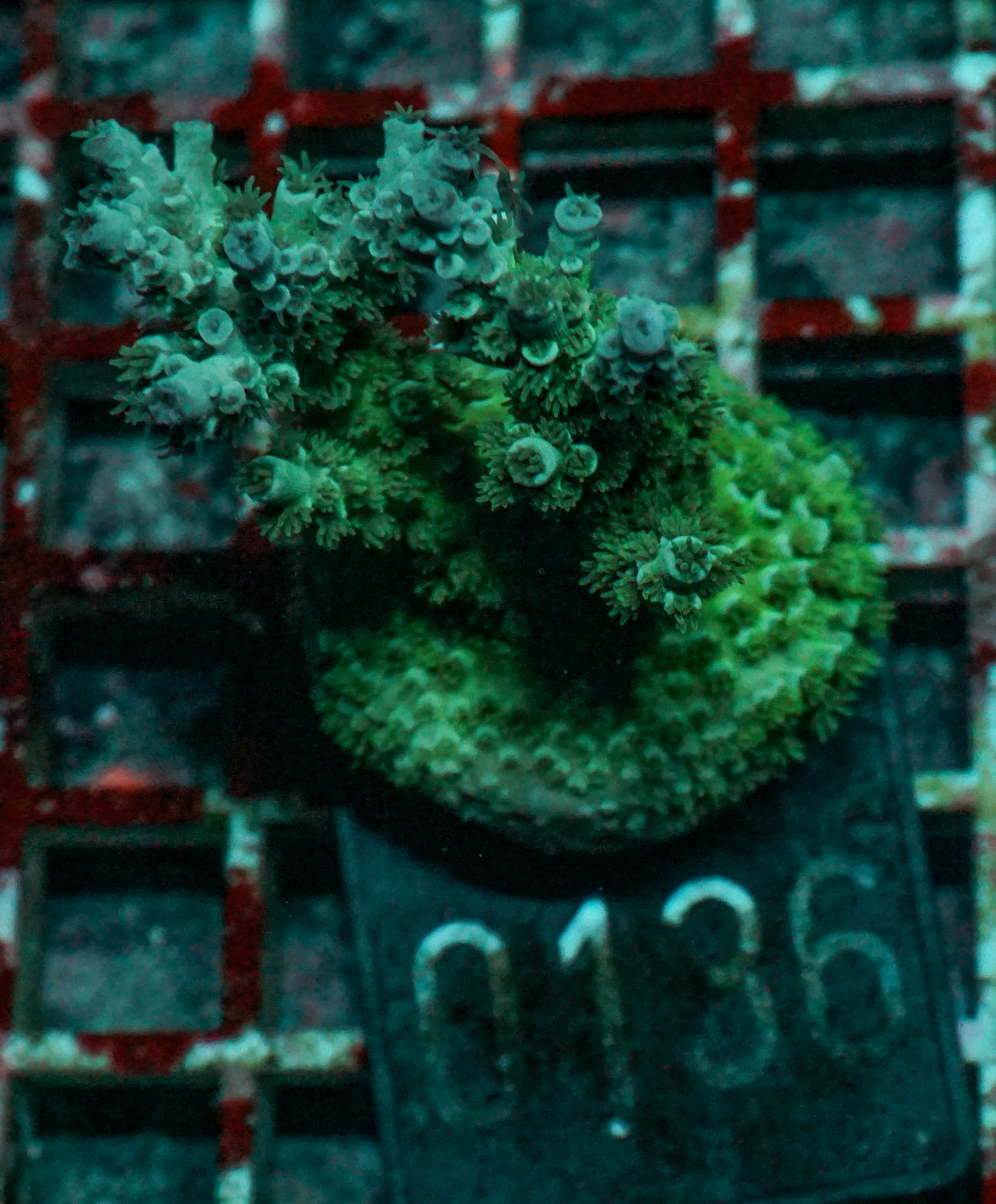Acropora kenti "Twin" Grade 1