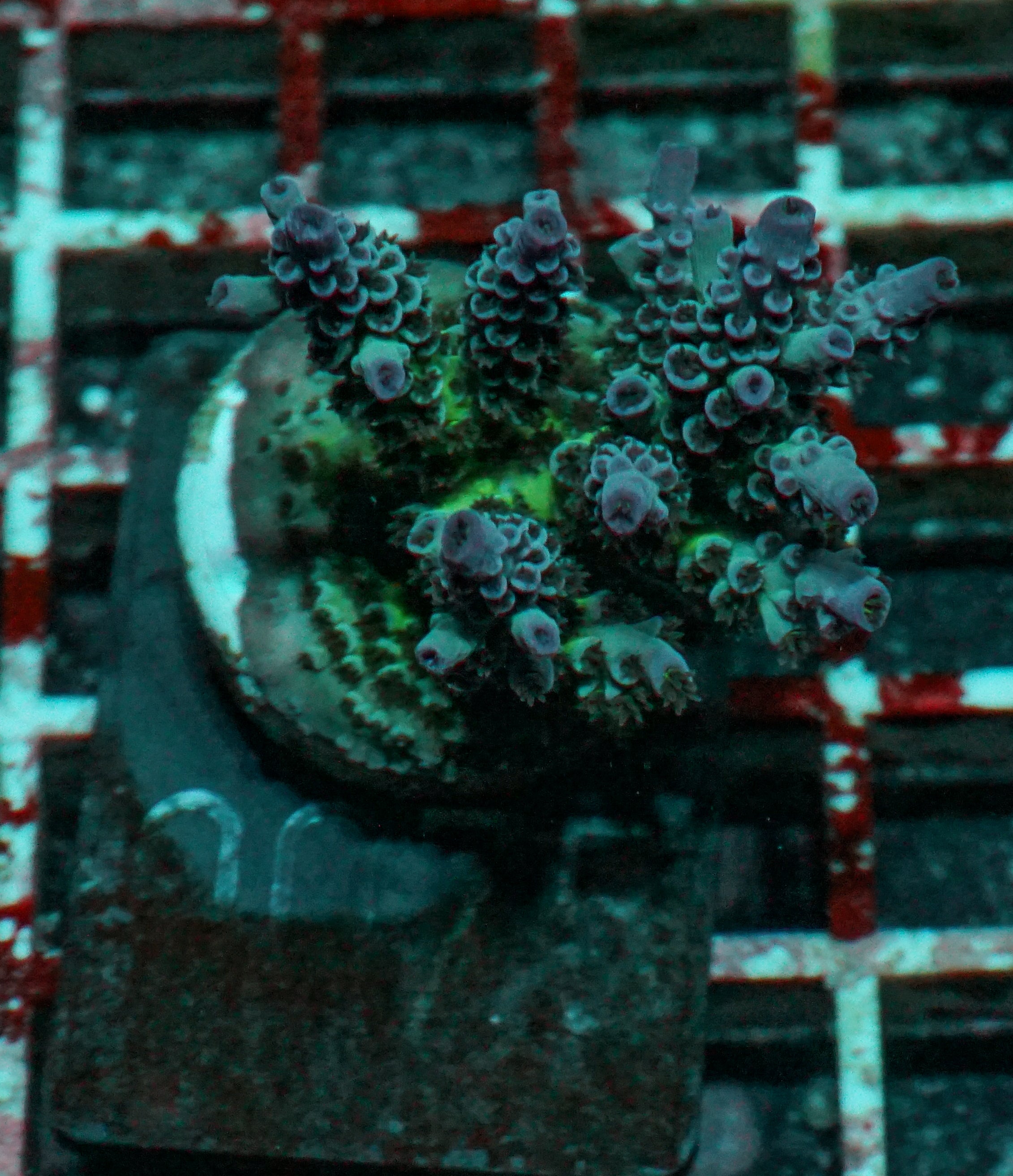 Acropora kenti "Twin" Grade 2