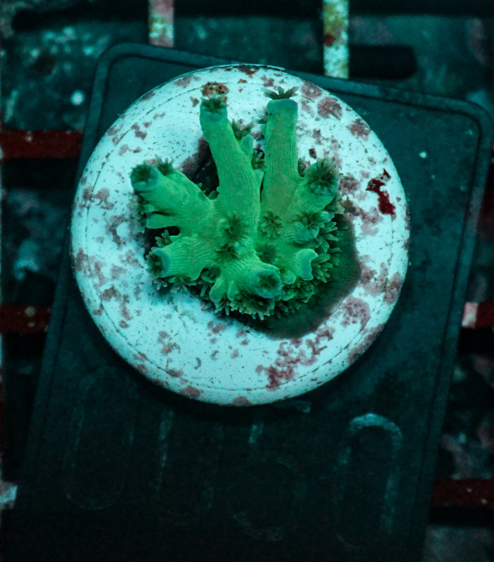 Acropora tenuis Twin "Ice fire"