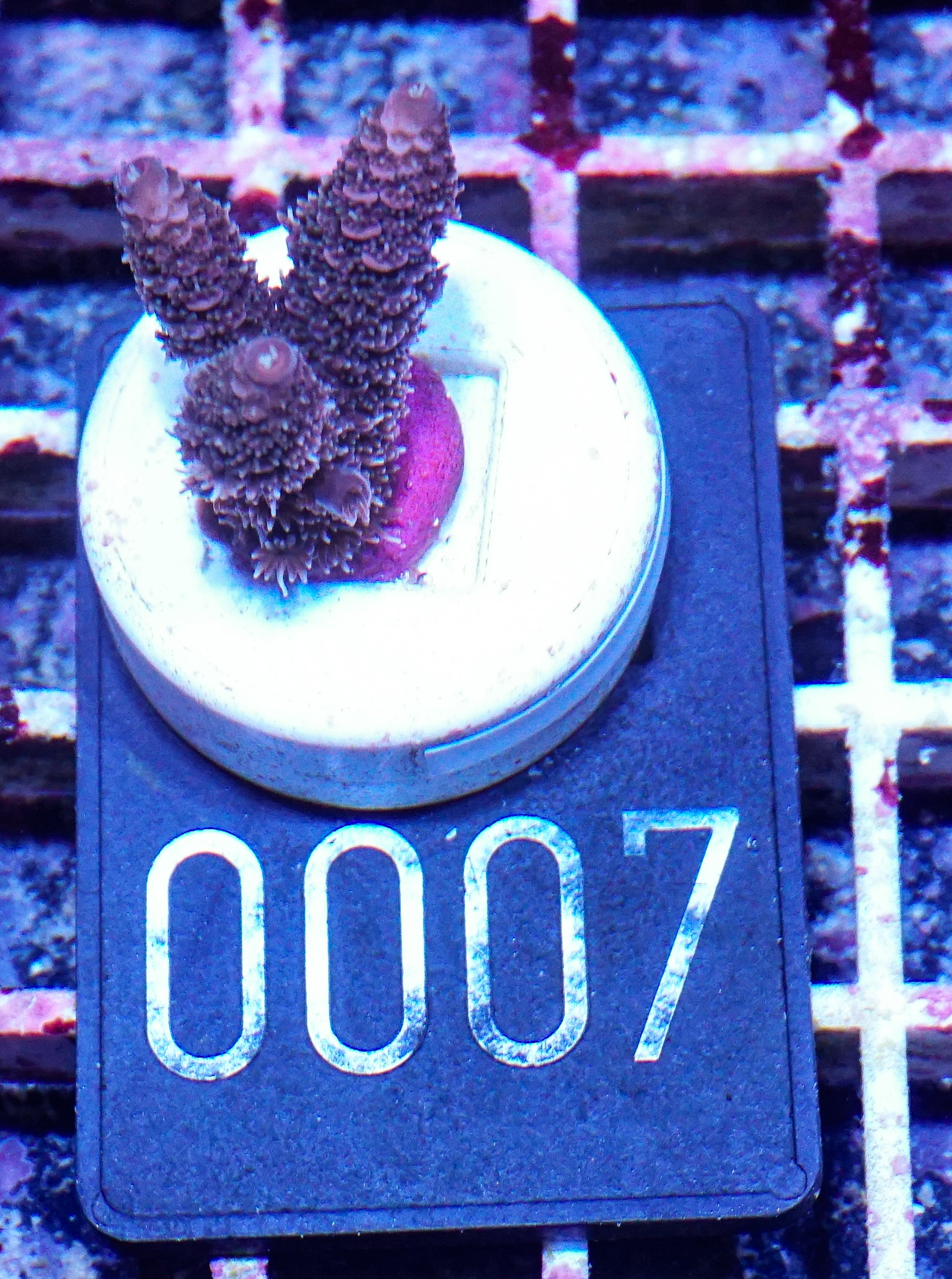Acropora austera “golden age”