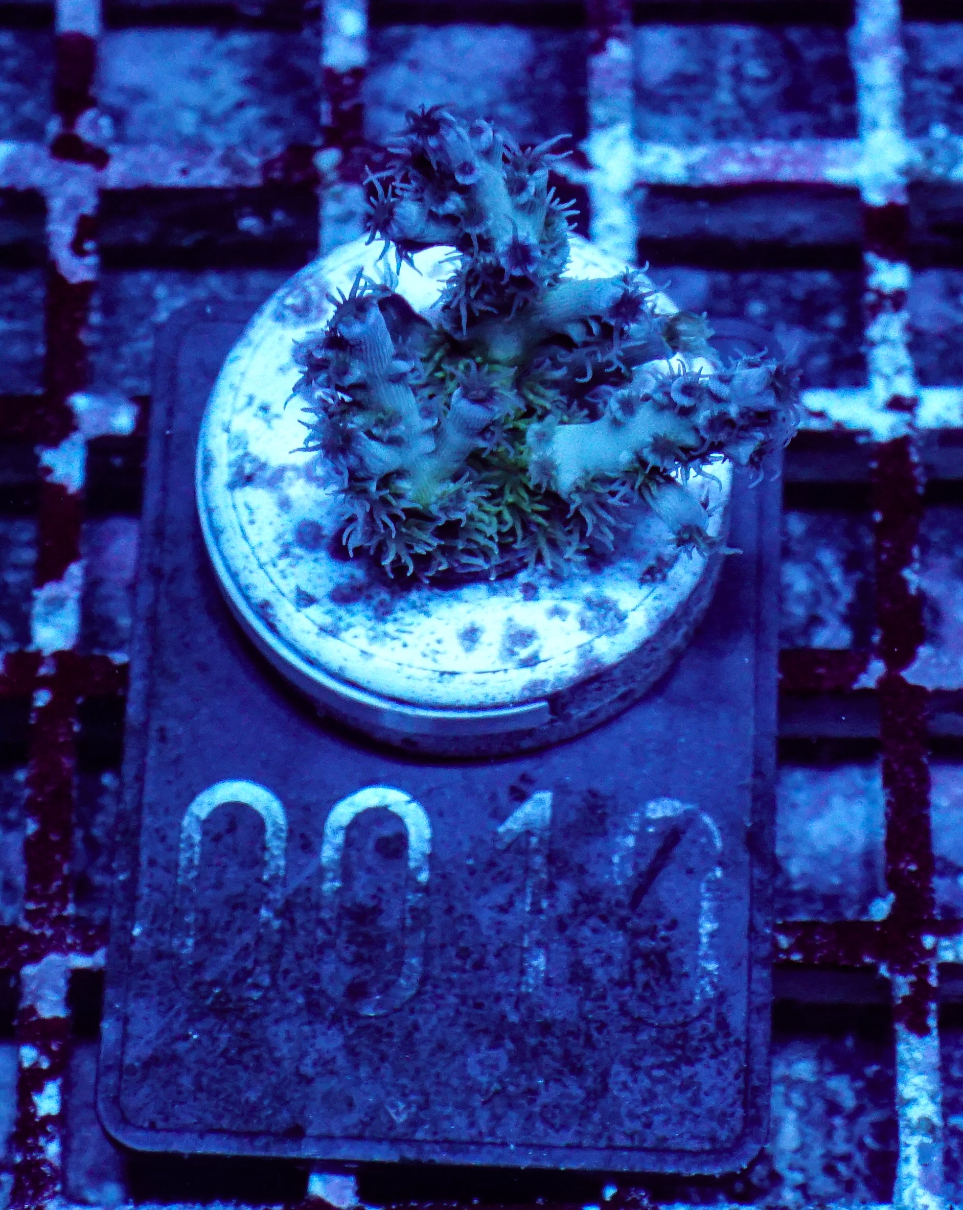 Acropora kenti "Twin" Grade 2