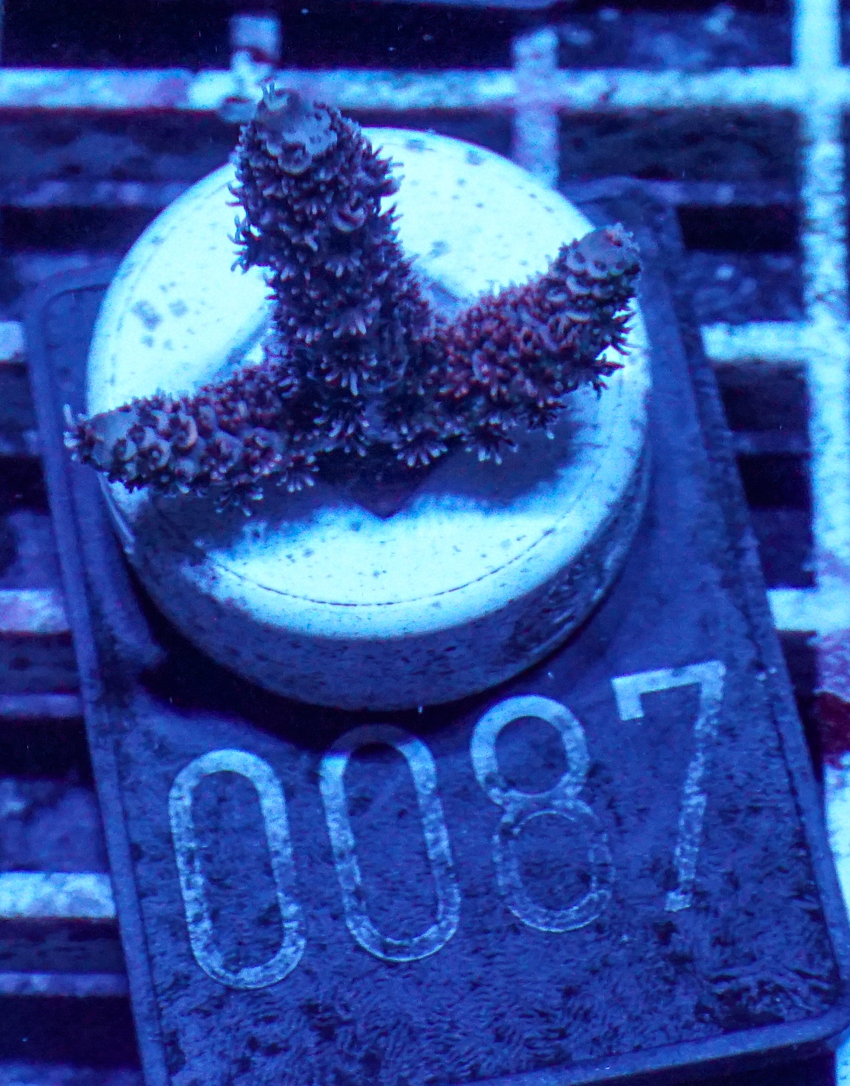 Acropora austera “golden age”