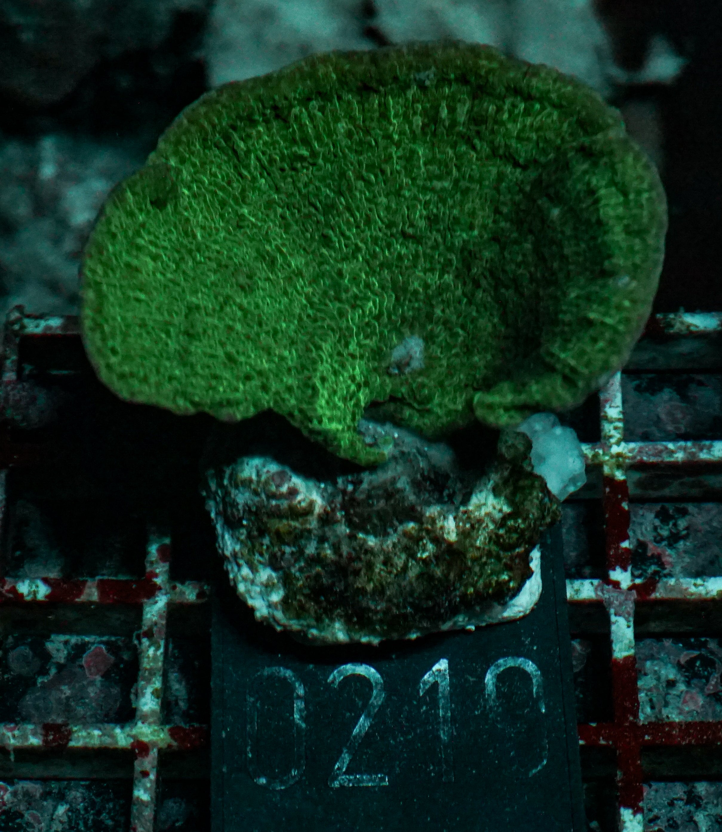 Montipora delicatula