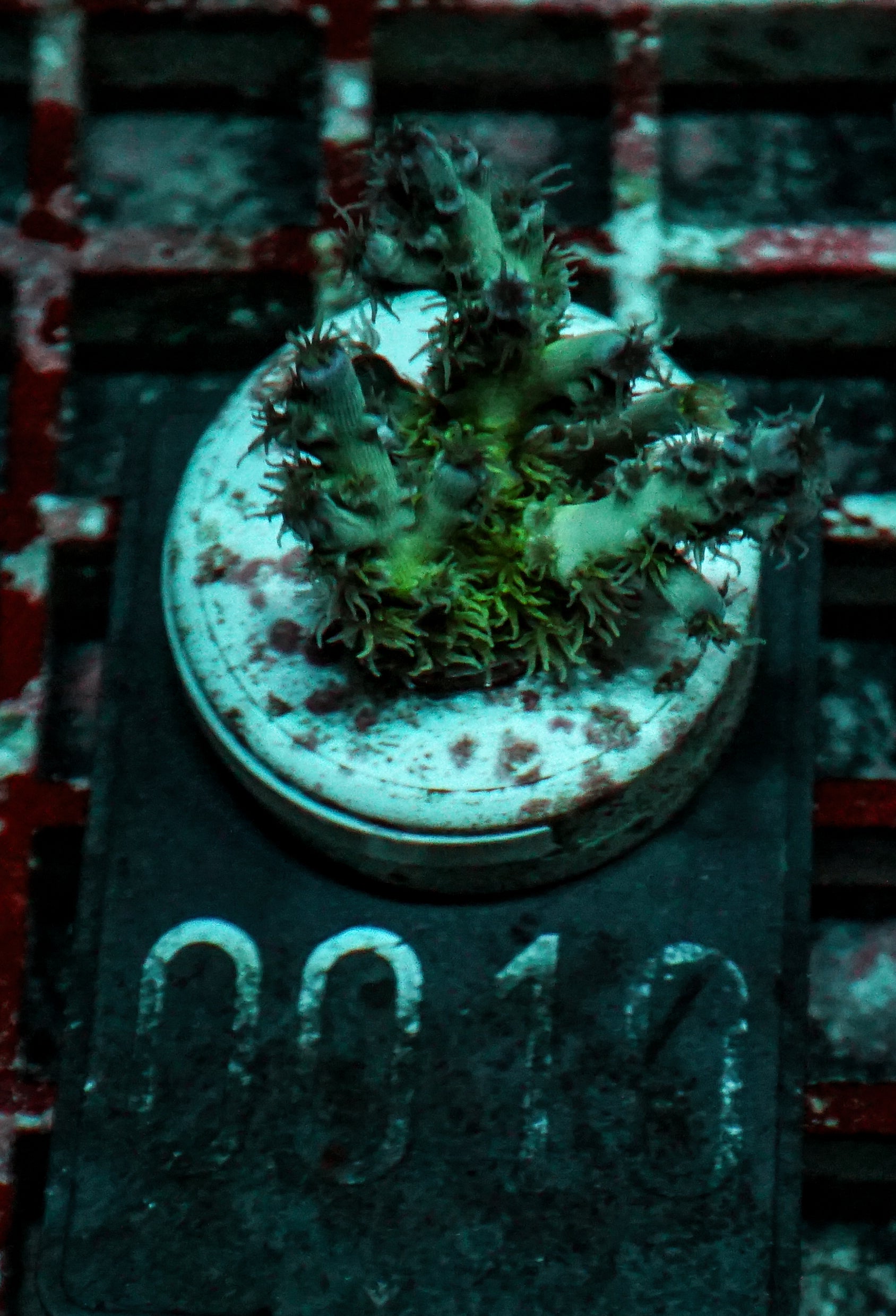 Acropora kenti "Twin" Grade 2