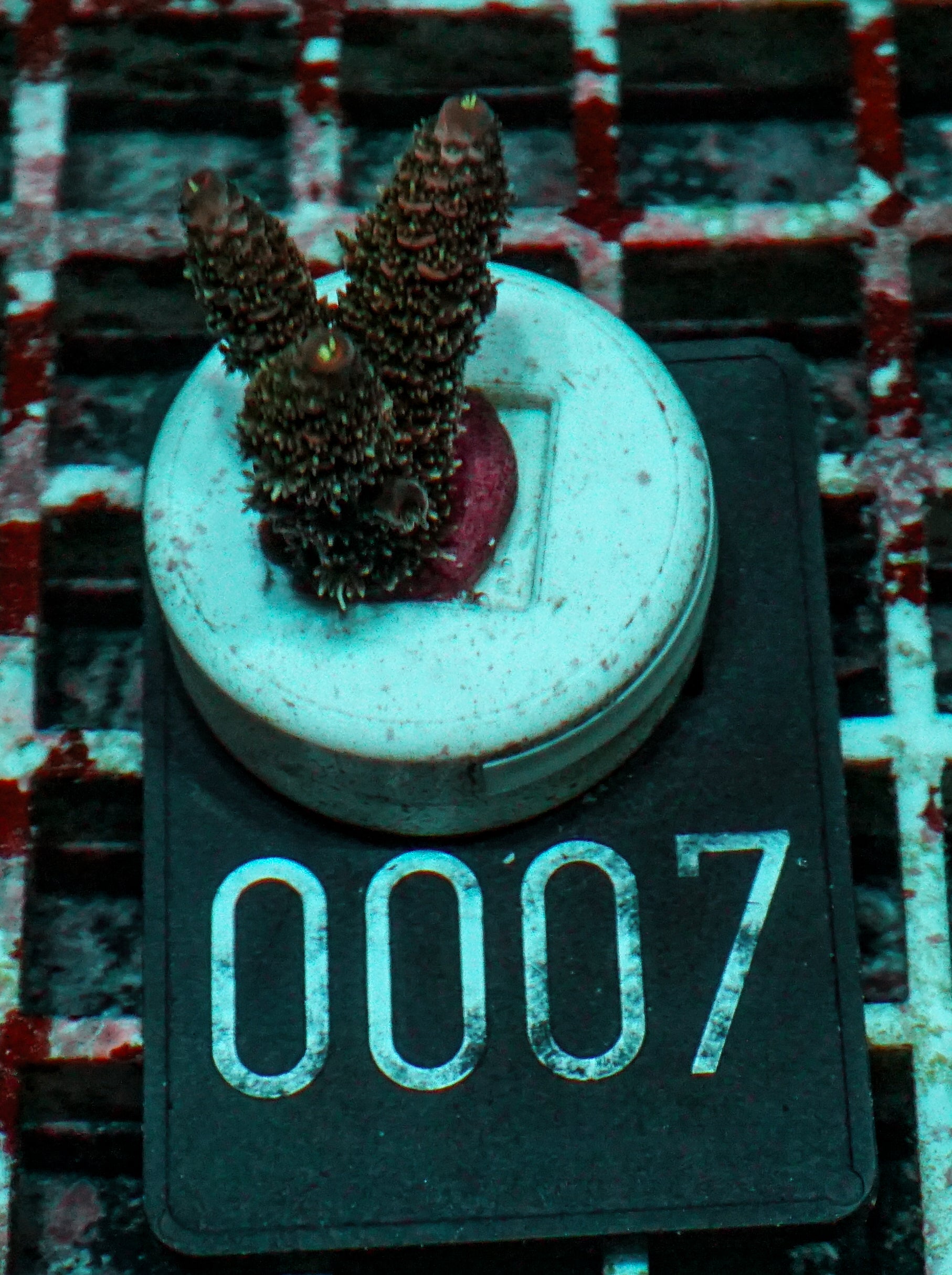 Acropora austera “golden age”