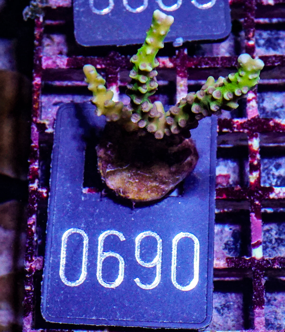 Anacropora forbesi  "rare"