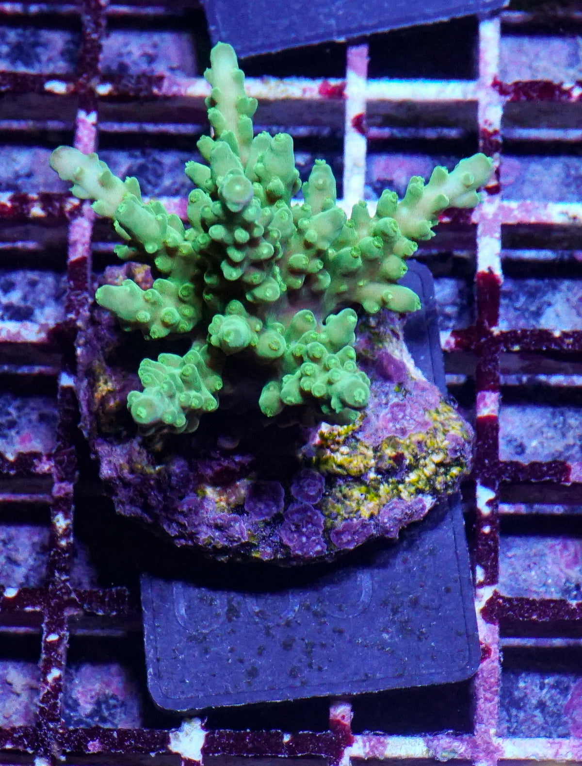 Acropora austera „golden age“