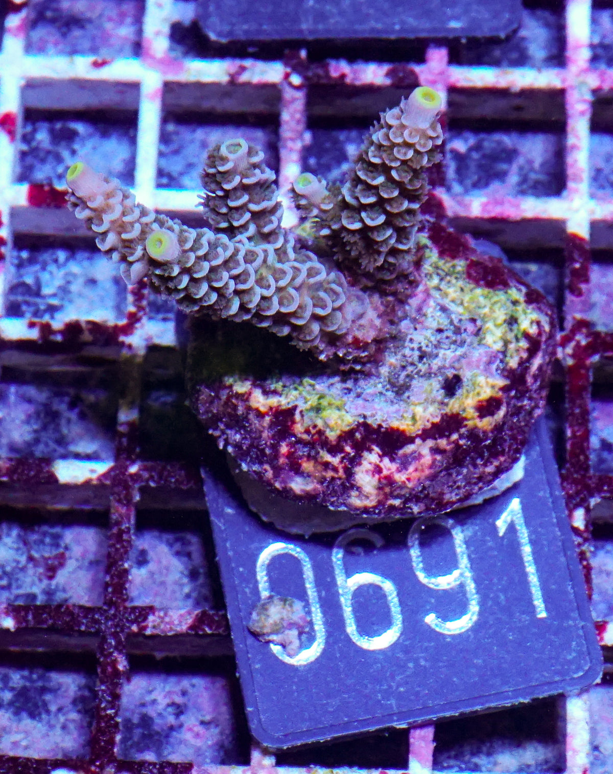 Acropora tenuis “Walt Disney art”