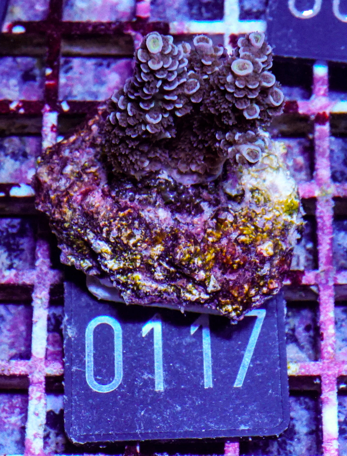 Acropora tenuis “Walt Disney art”