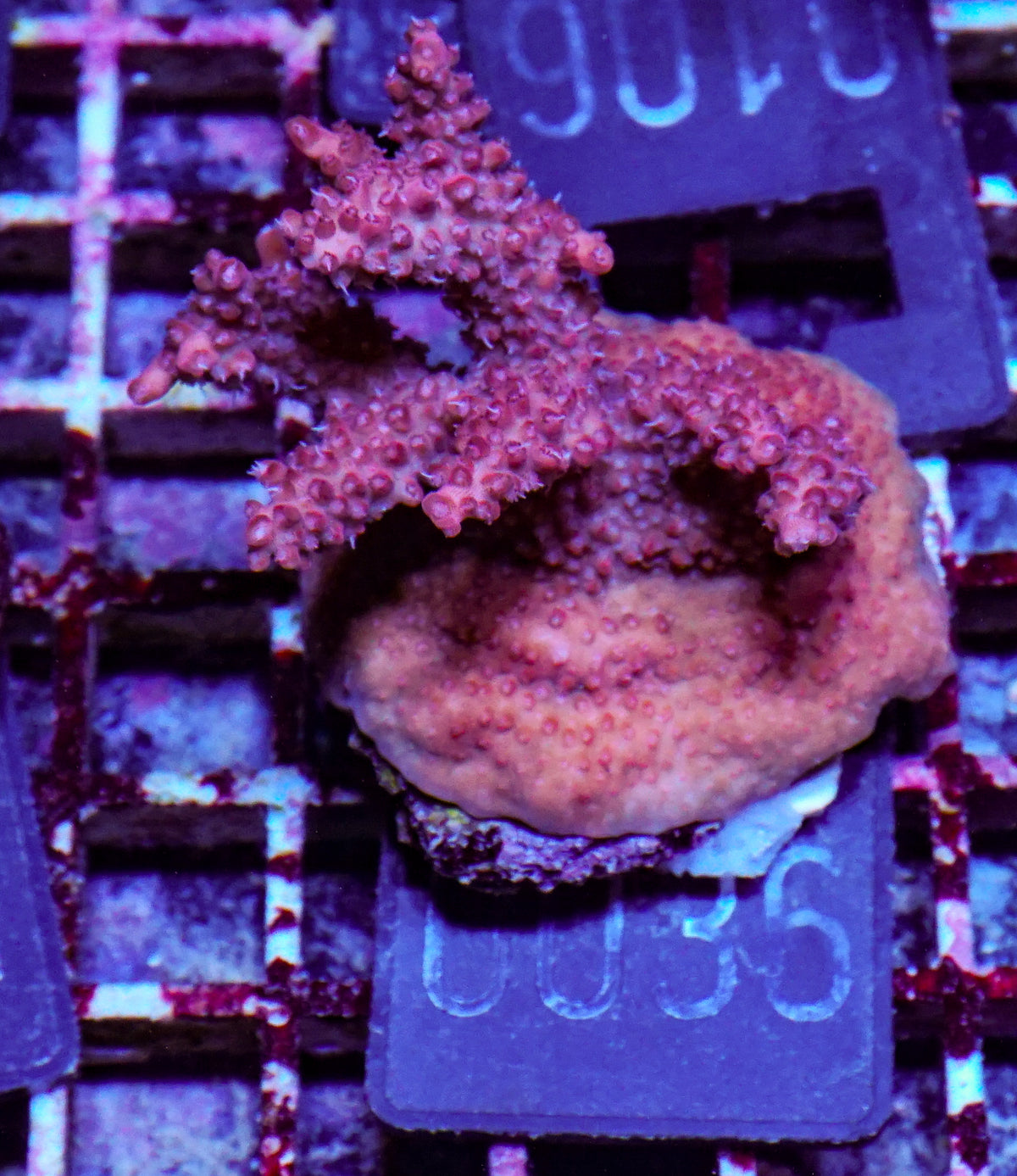 Acropora sp. "red devil"
