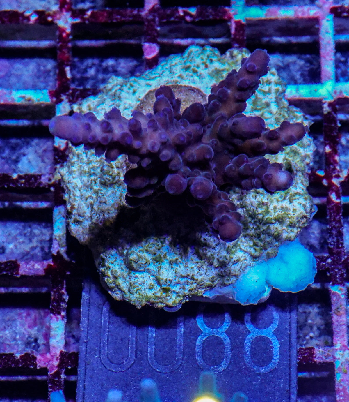Acropora tortuosa "turquoise"