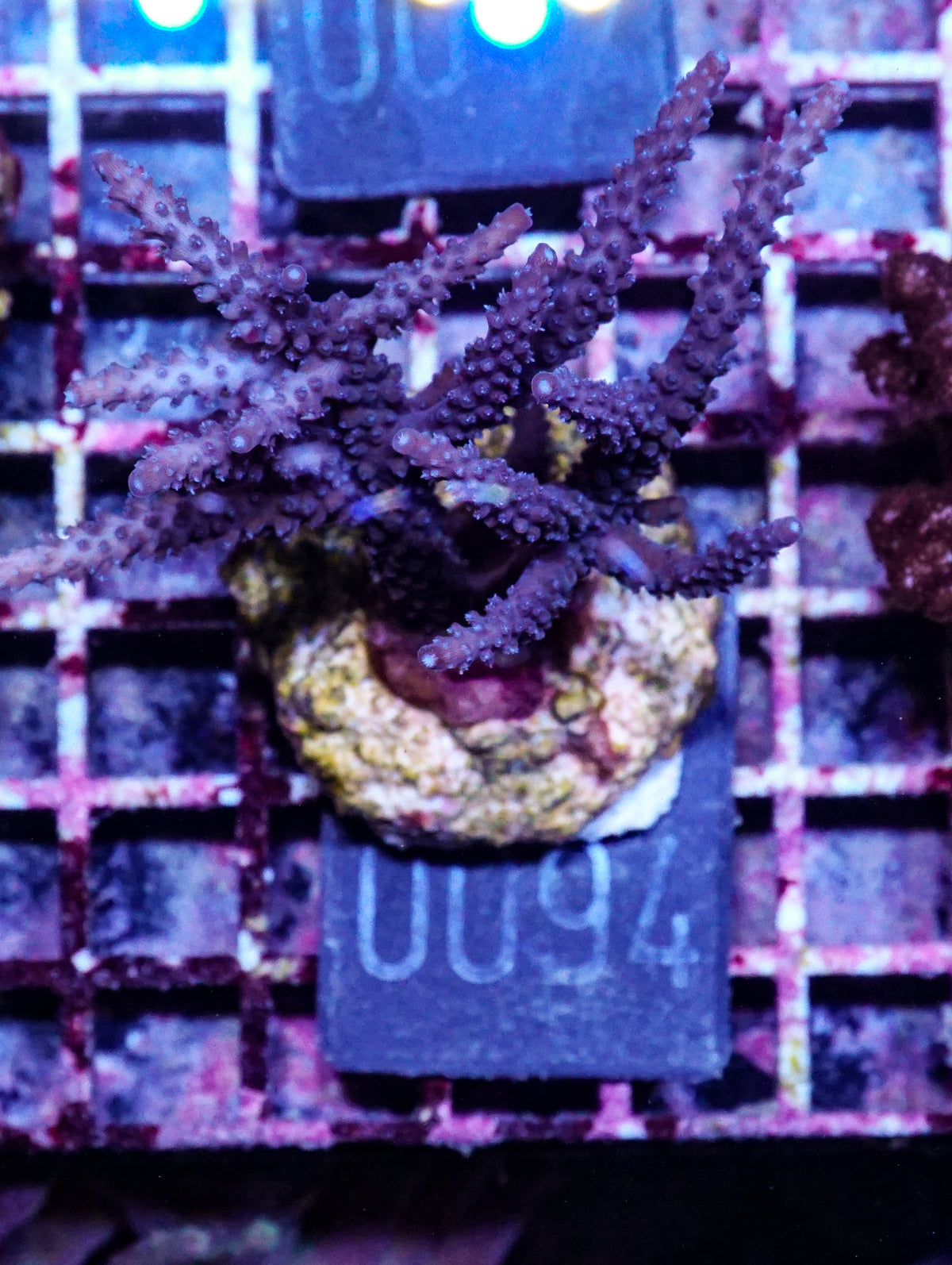 Acropora parilis "blue"
