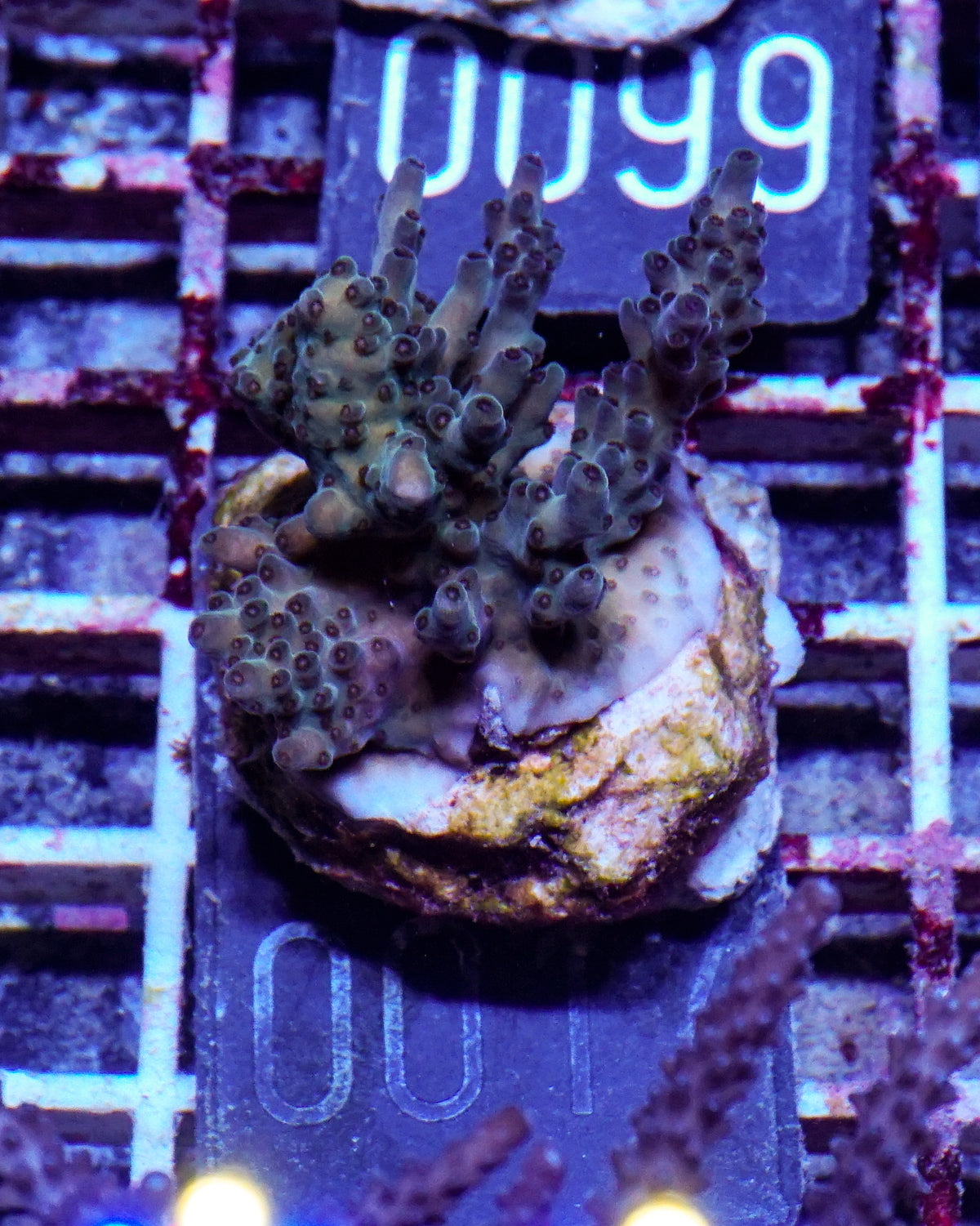 Acropora sp.