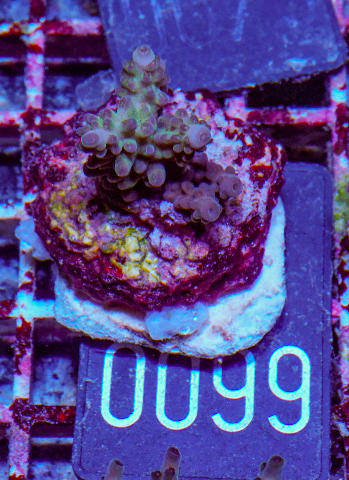 Acropora sp. "Ronnies dream" - rare