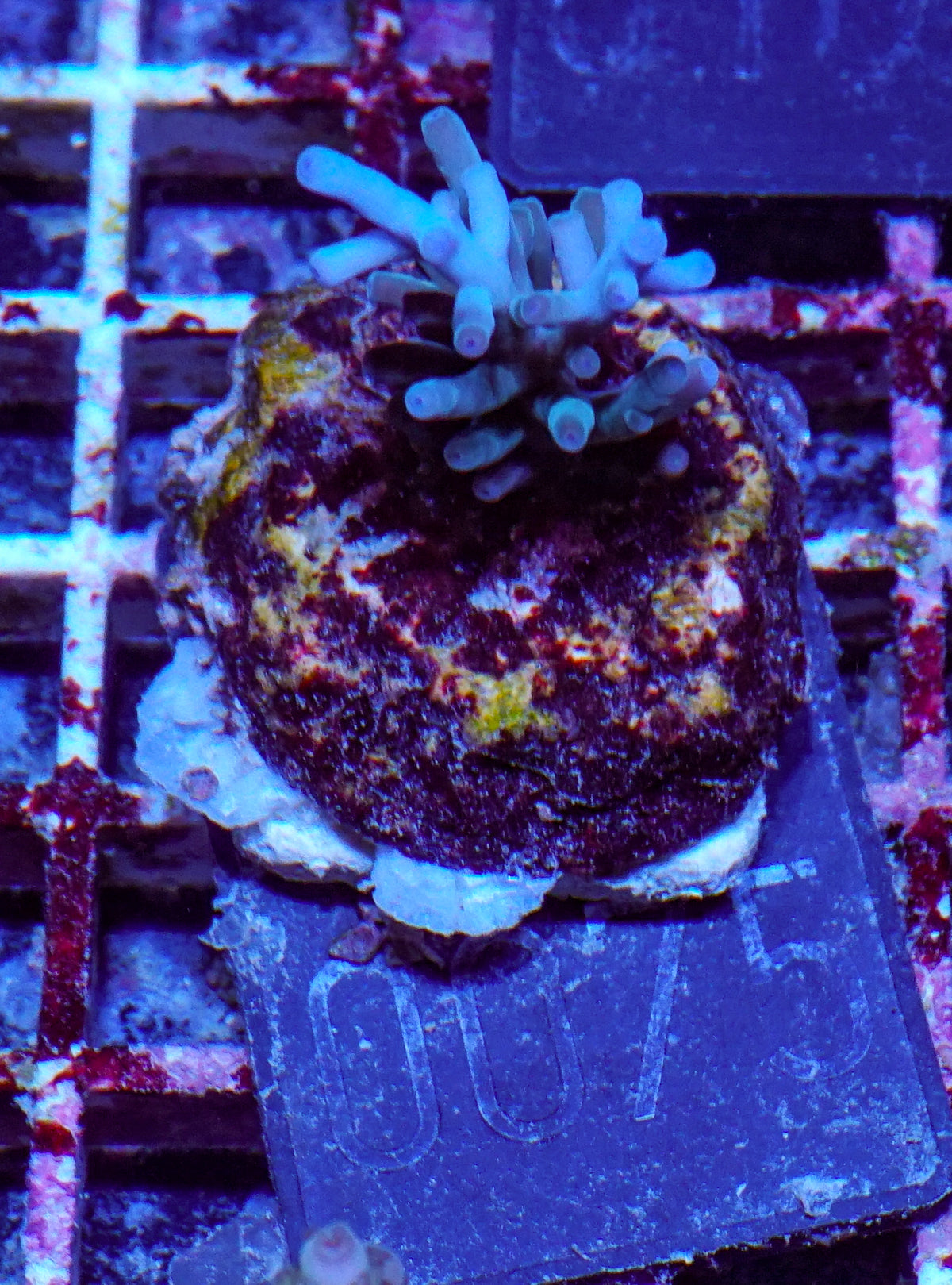 Acropora echinata