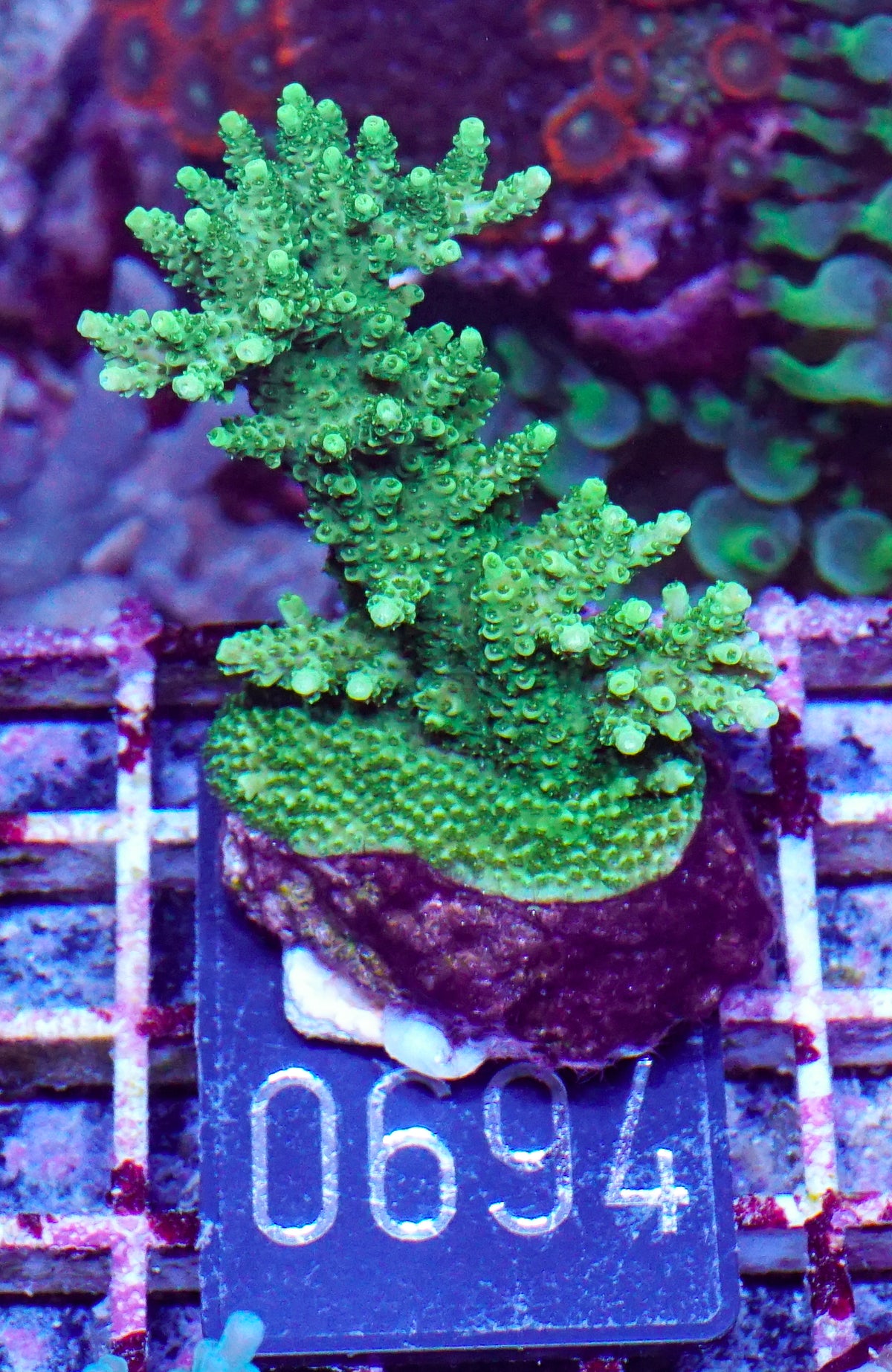 Acropora hyacinthus „green forest“