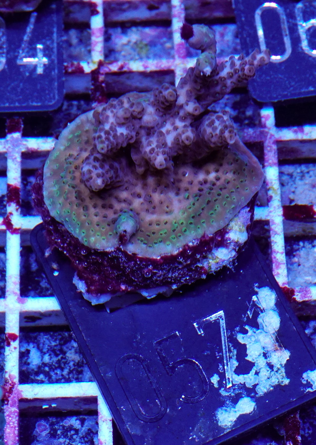 Acropora hyacinthus "pink lady"