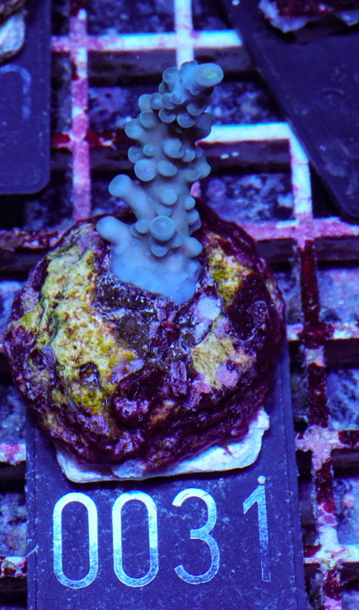 Acropora austera “golden age”
