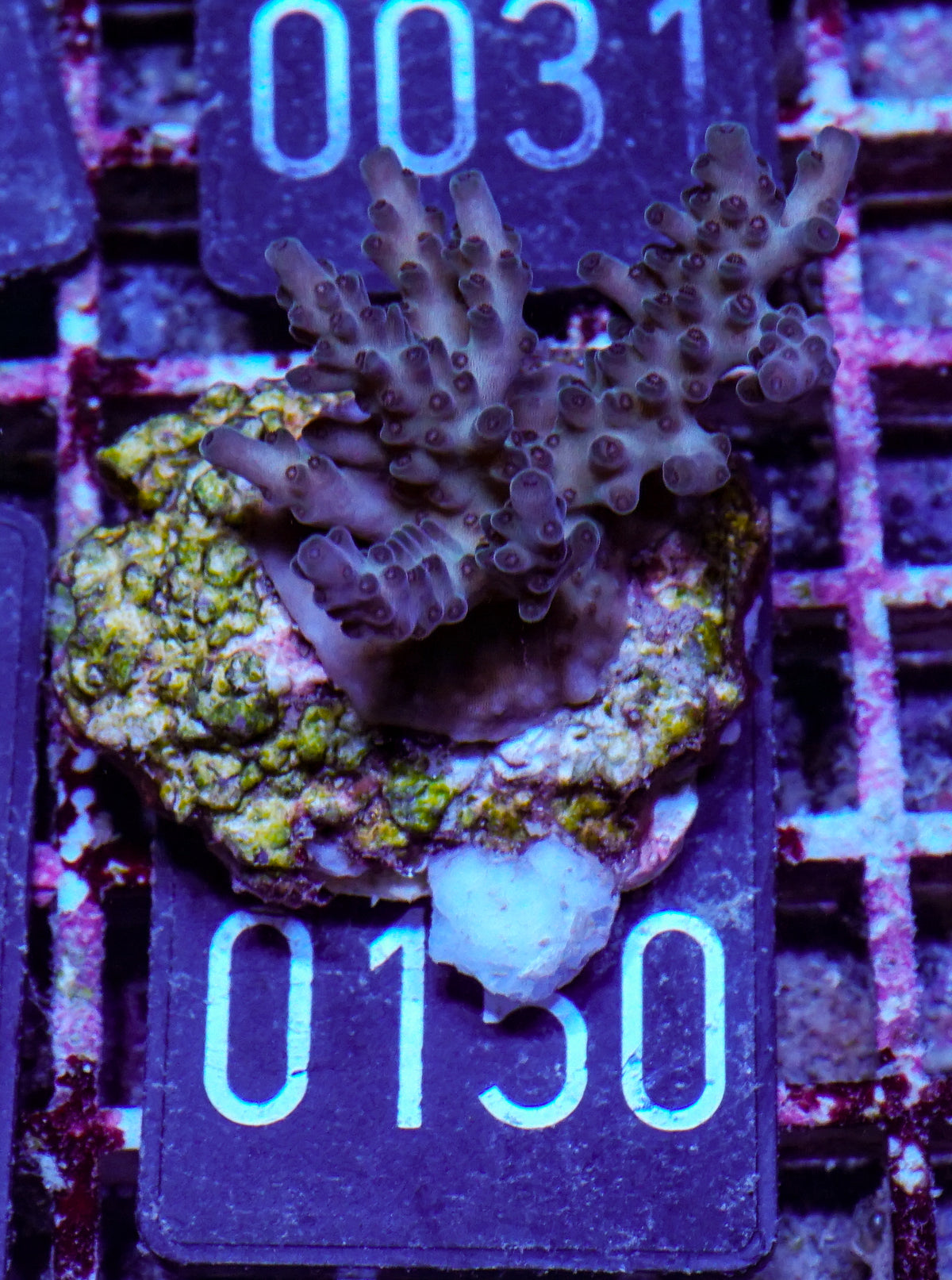 Acropora sp.