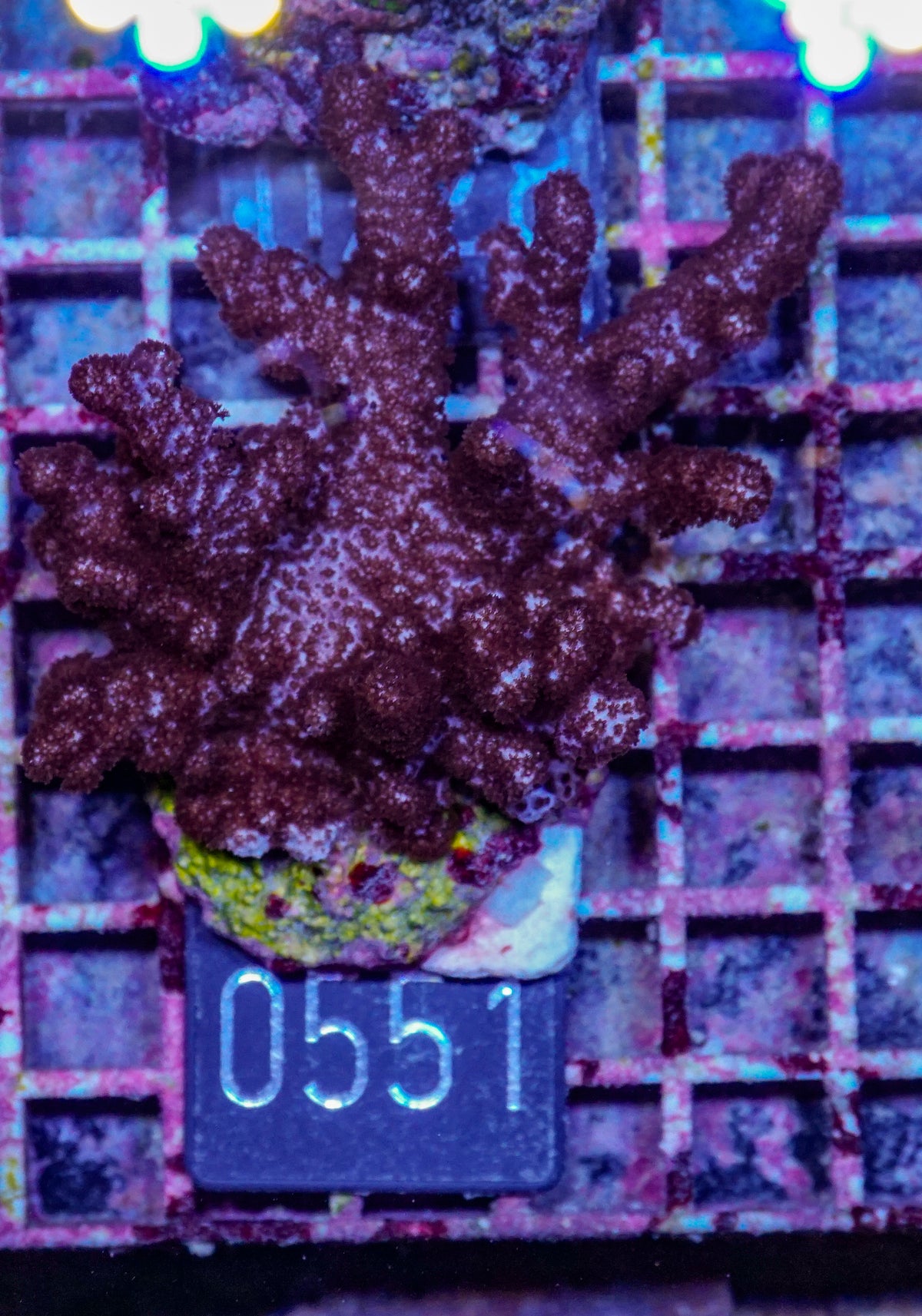 Clyxum simplex