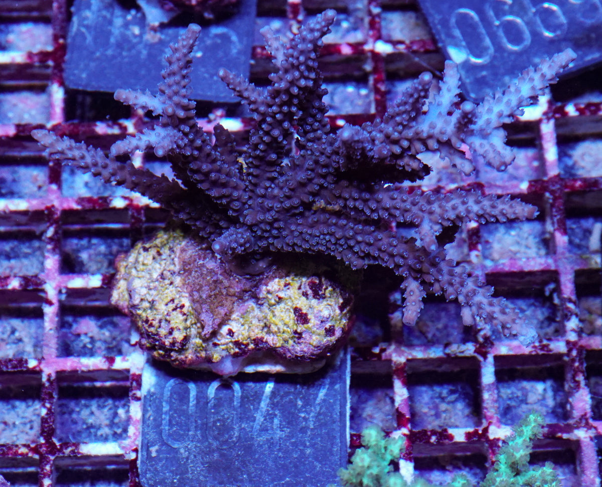 Acropora parilis "blue"