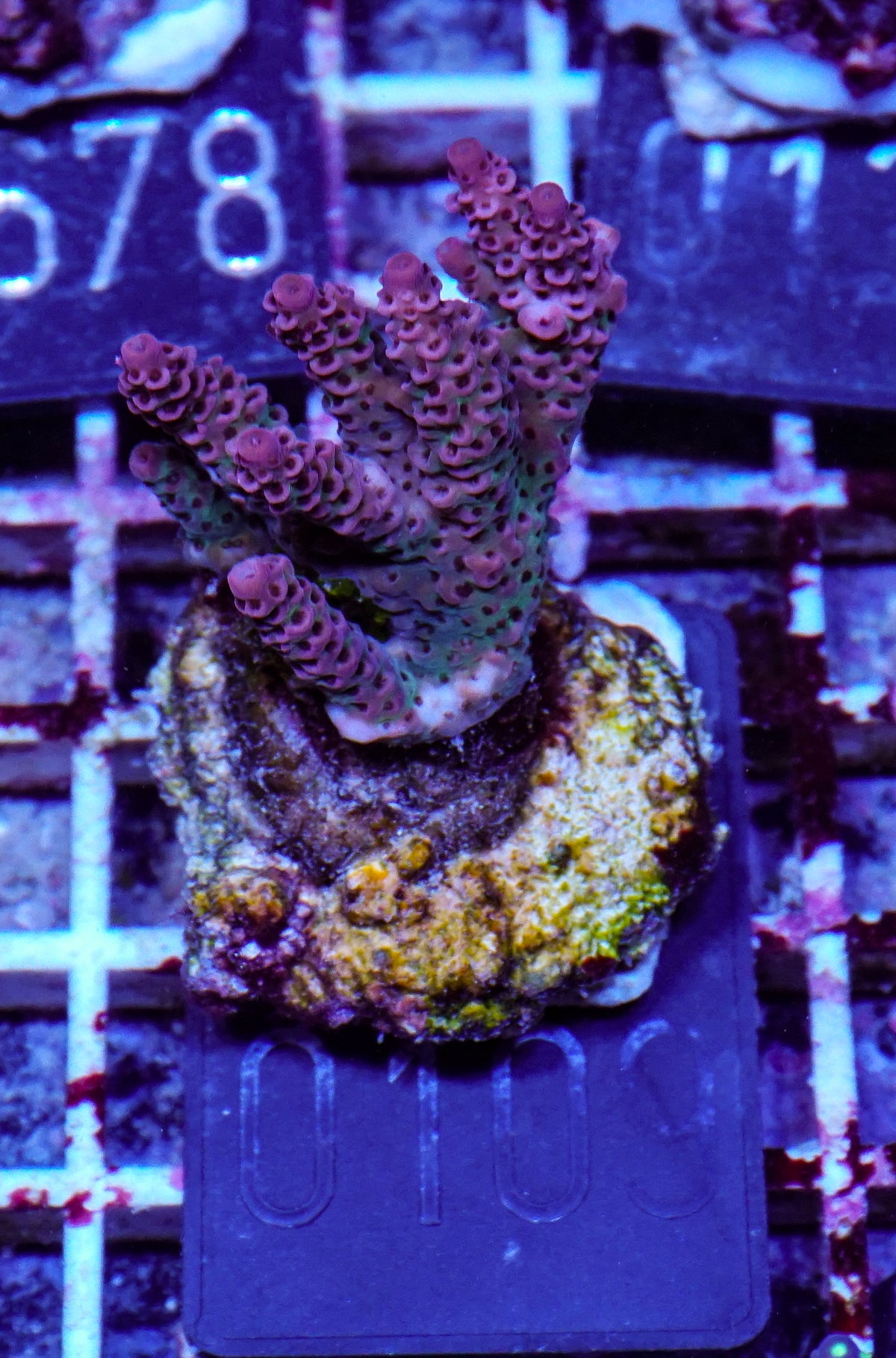 Acropora hyacinthus "red planet"