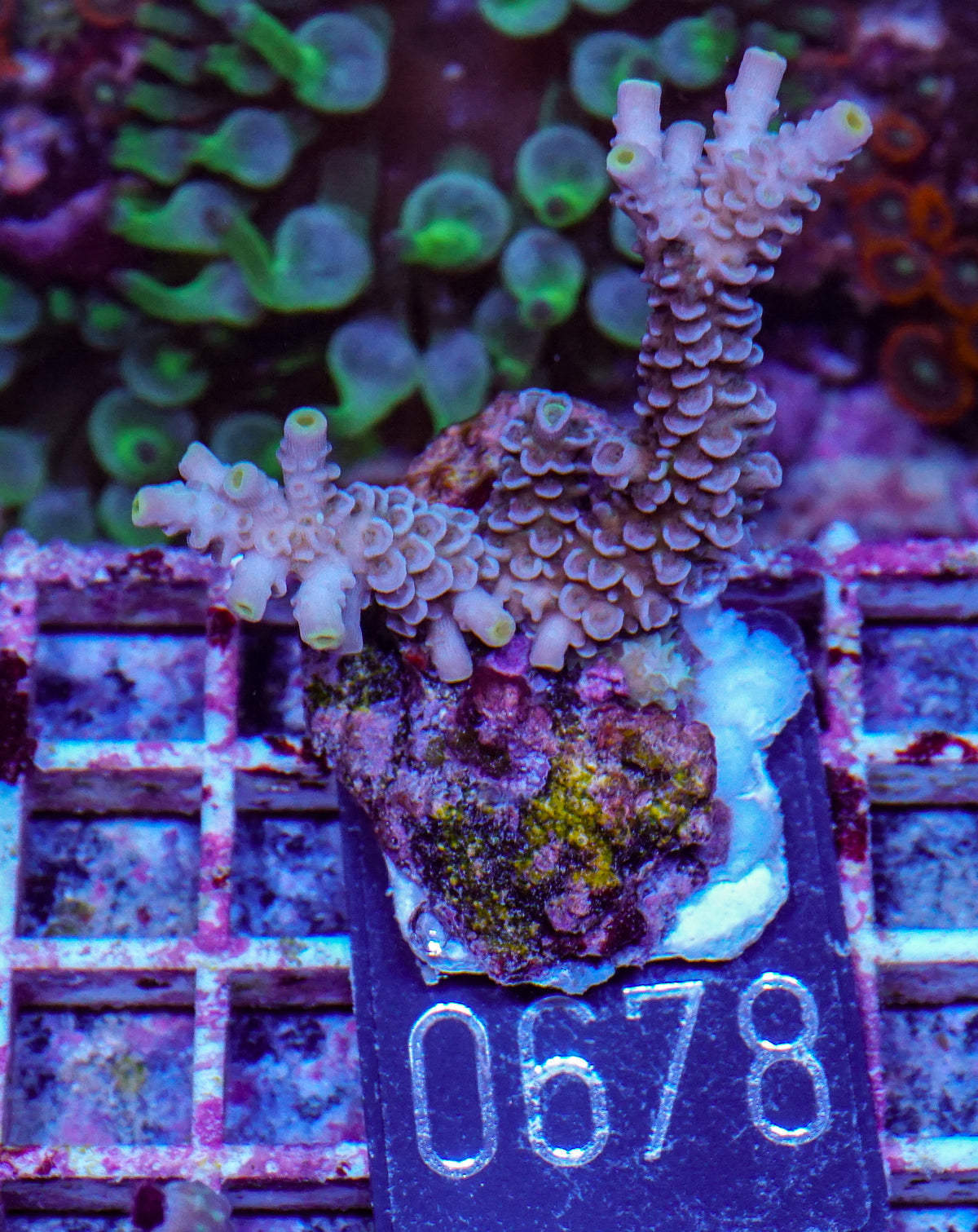 Acropora tenuis “Walt Disney art”