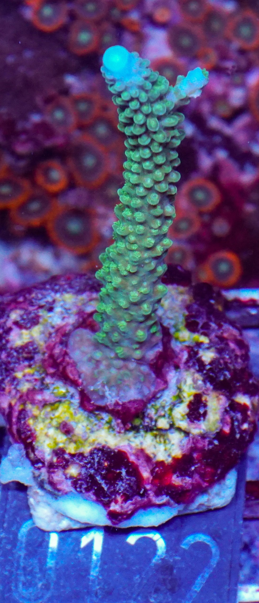 Acropora pulchra "die schöne" - rar und neu!