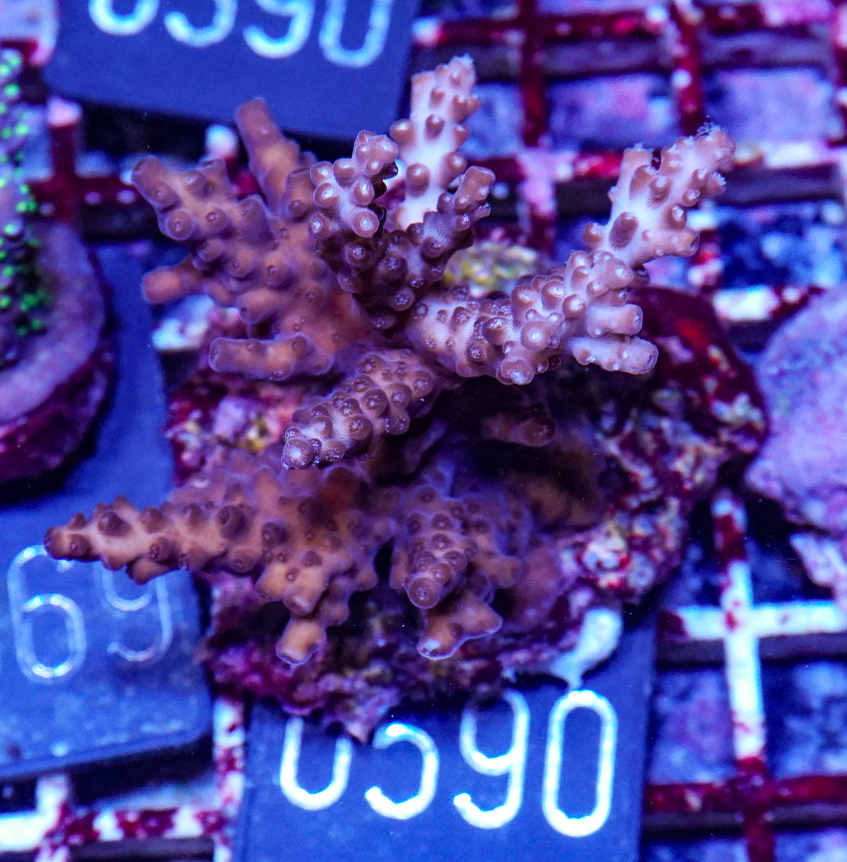 Acropora rosaria „snow white“