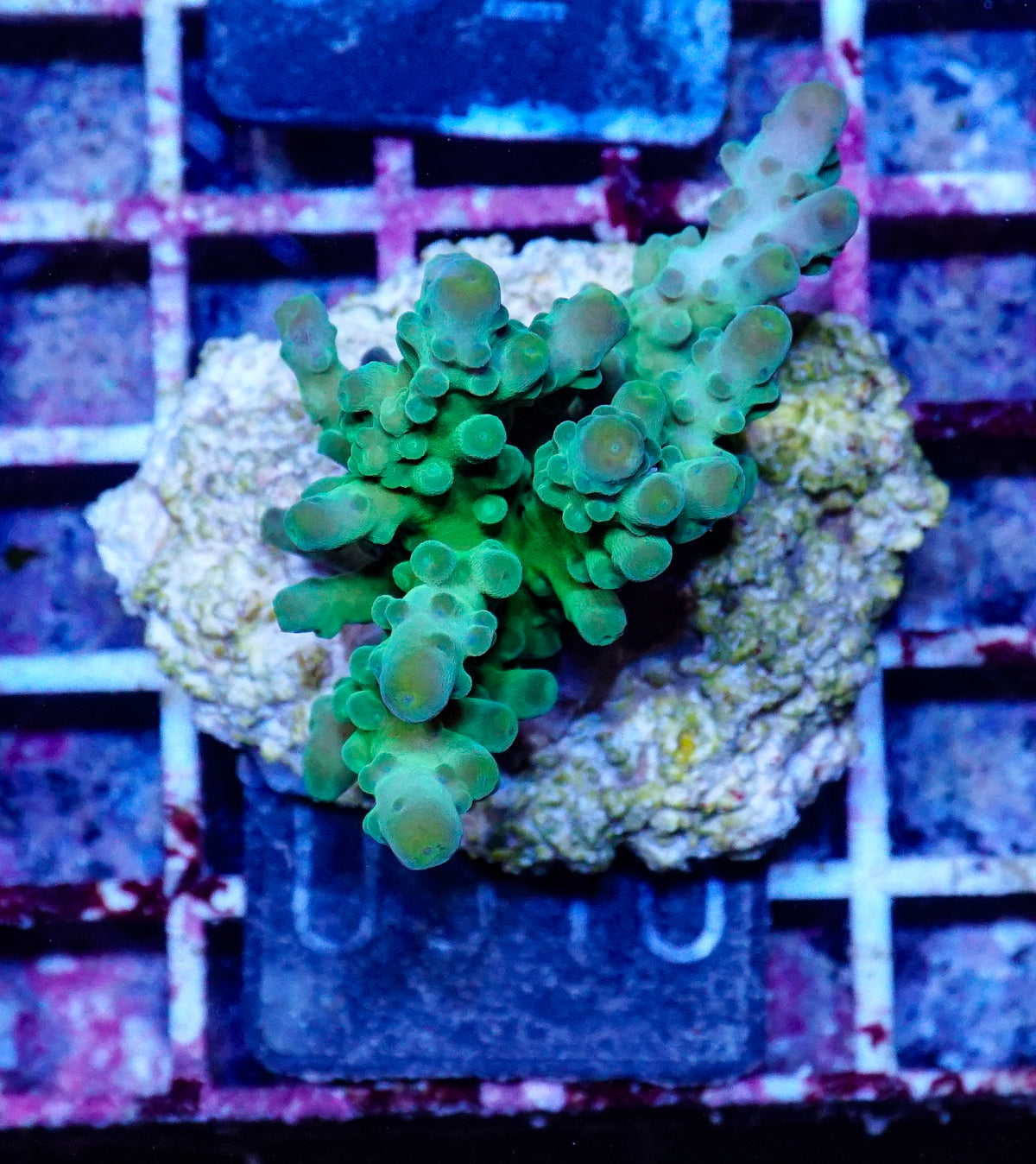 Acropora austera „golden age“