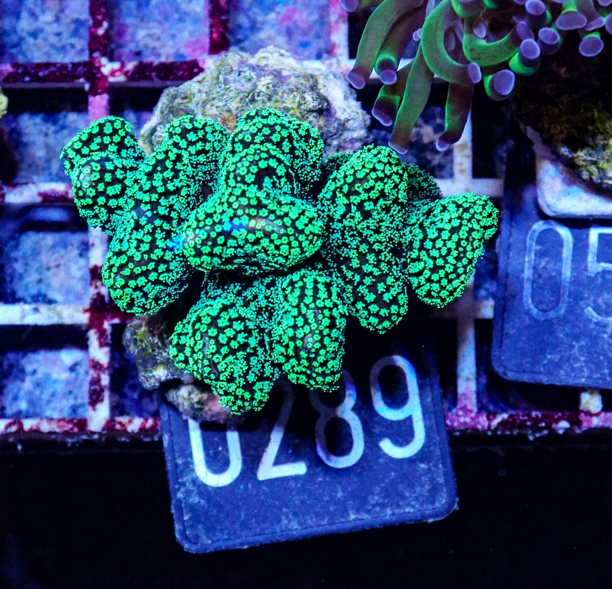 Stylophora pistillata "green"