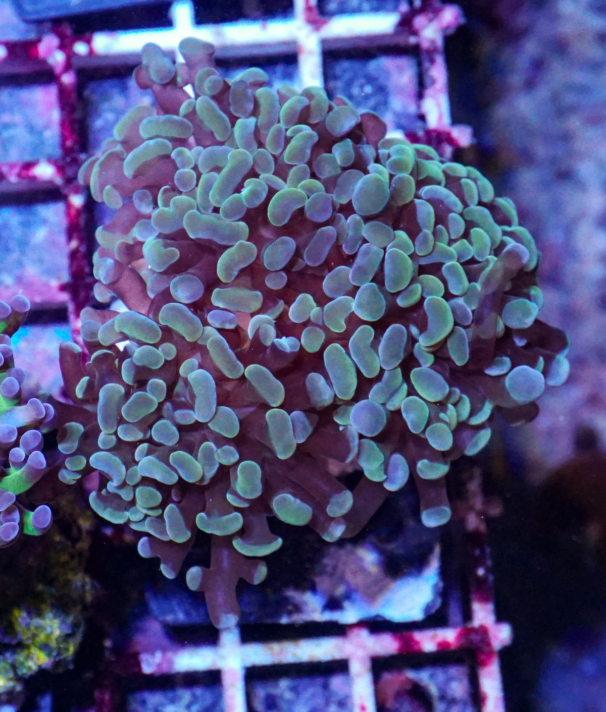 Euphyllia/Fimbriaphyllia paraancora "indo nugget"
