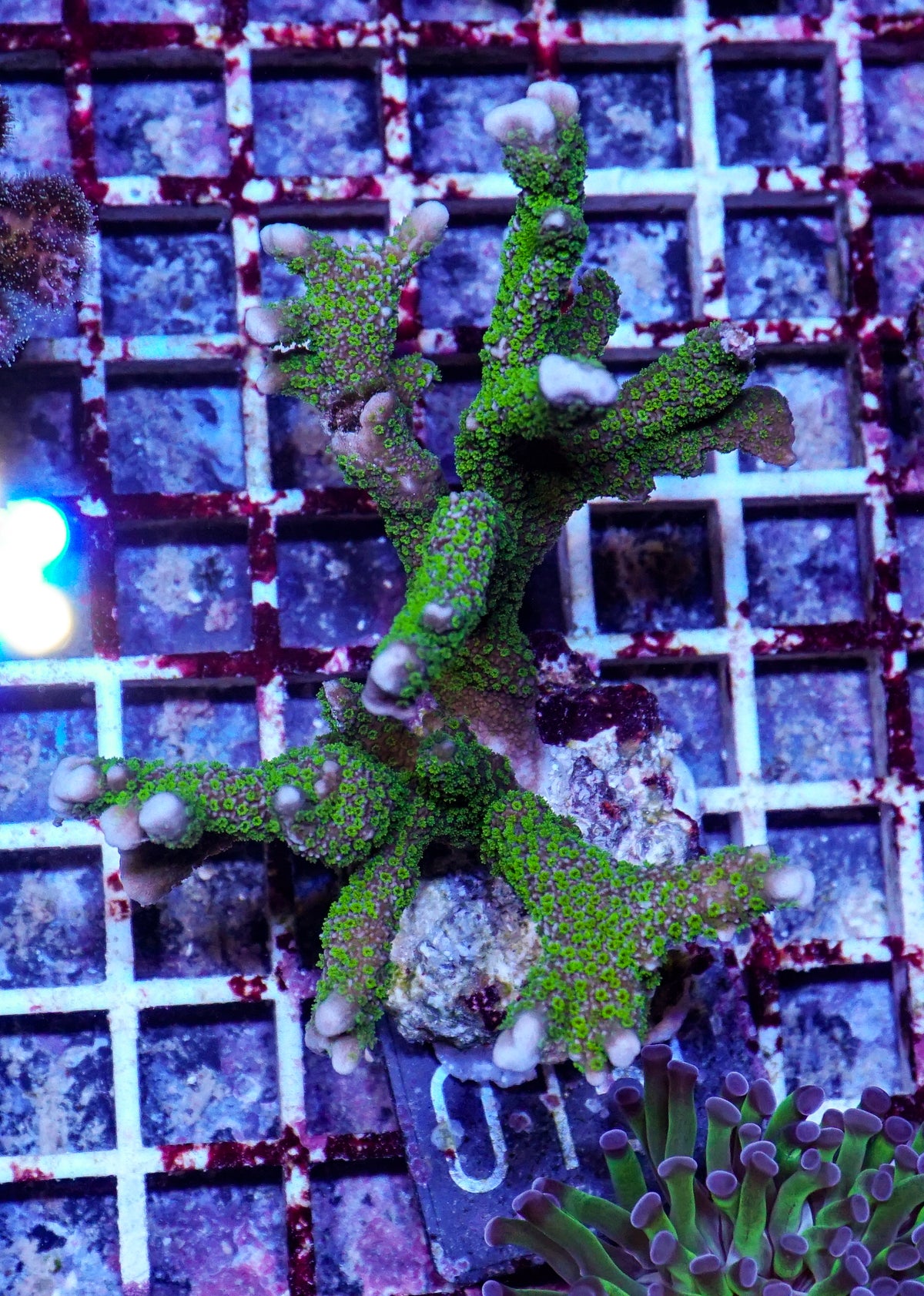 Montipora samarensis grün "rare"