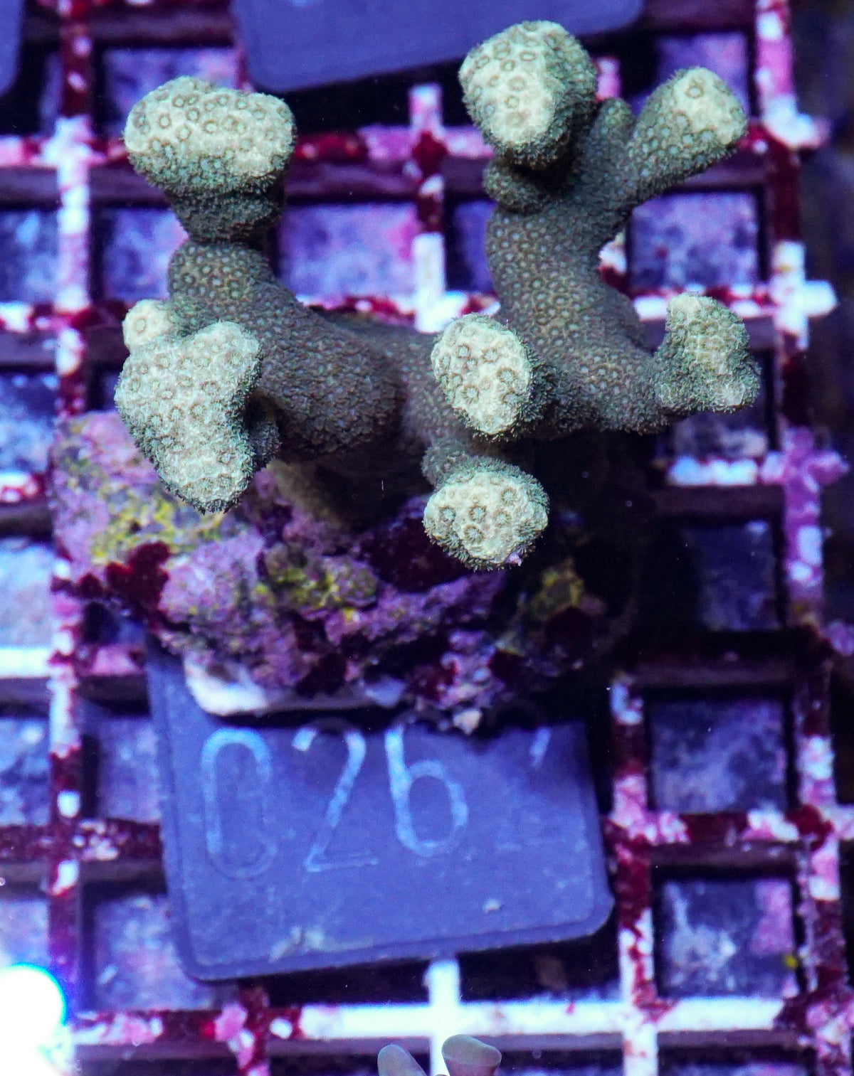 Porites lichen