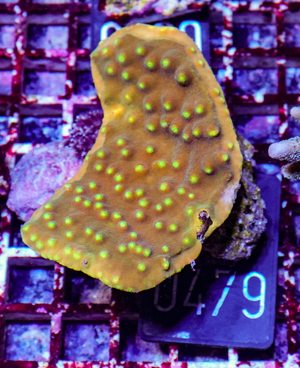 Turbinaria frodens