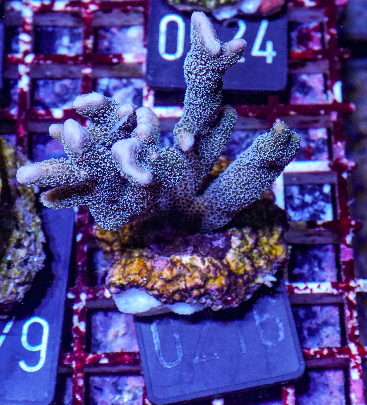 Montipora gaimardi