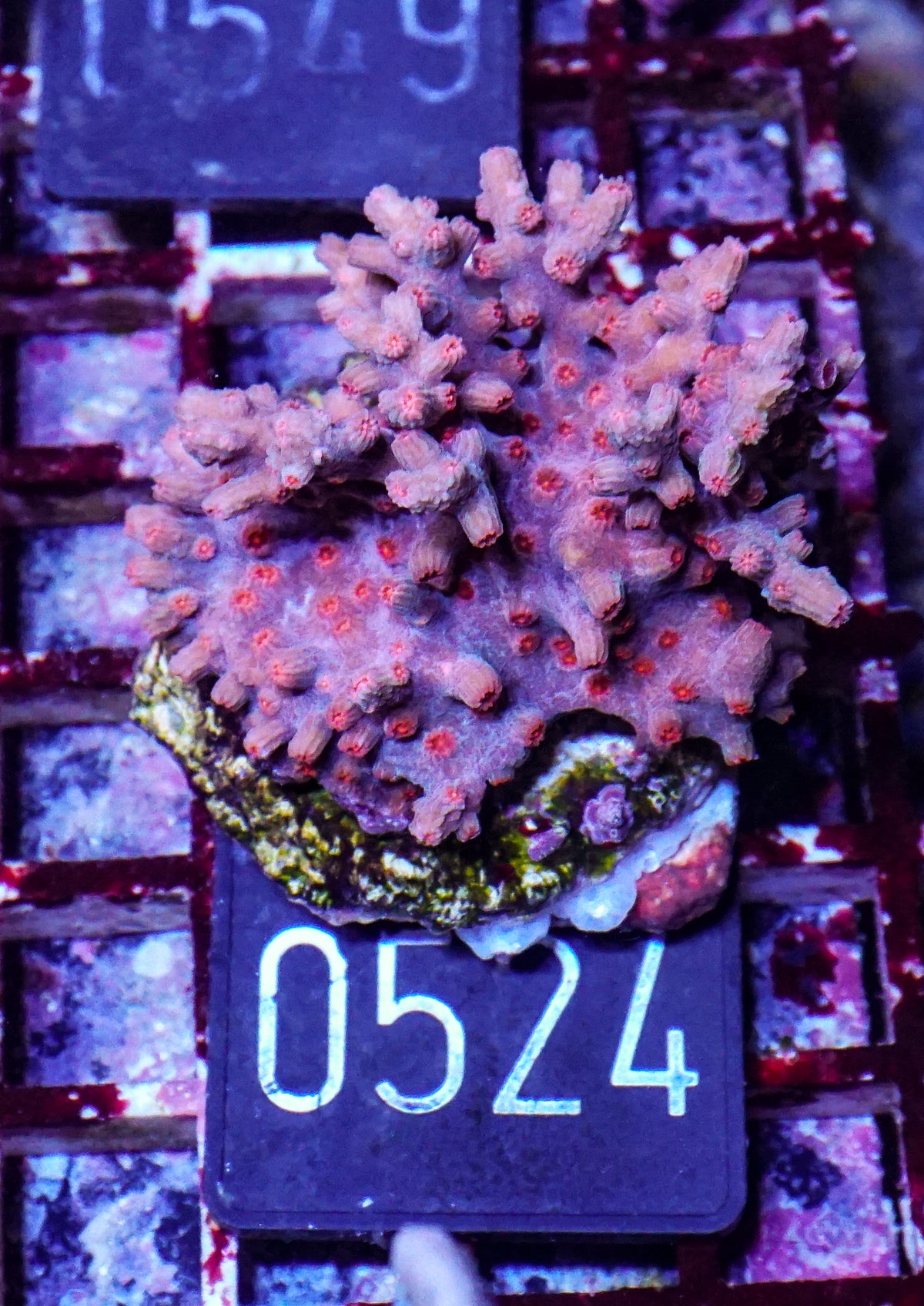 Cyphastrea decadia