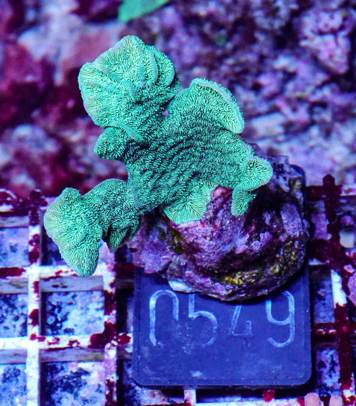 Pavona decussata