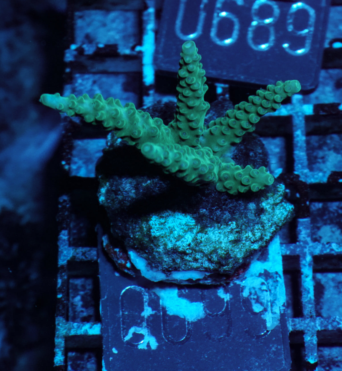 Acropora formosa