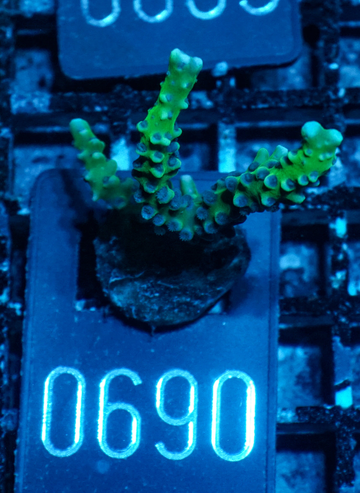 Anacropora forbesi  "rare"