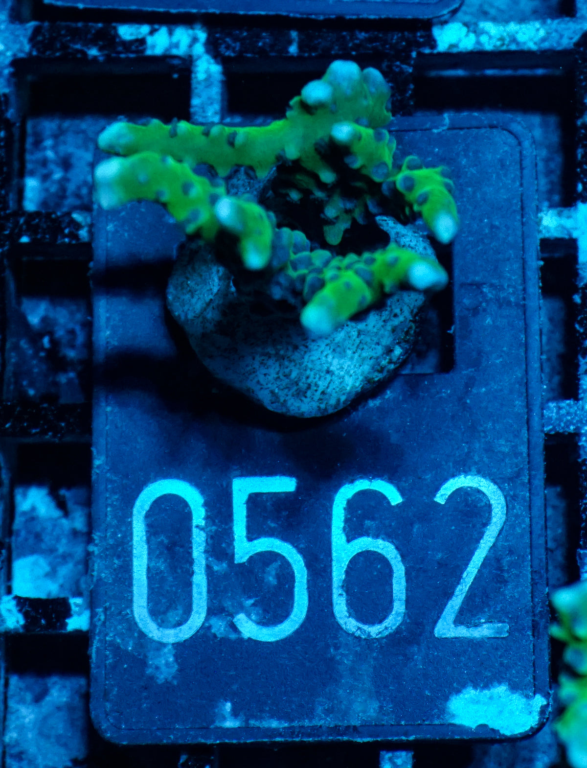 Anacropora forbesi  "rare"