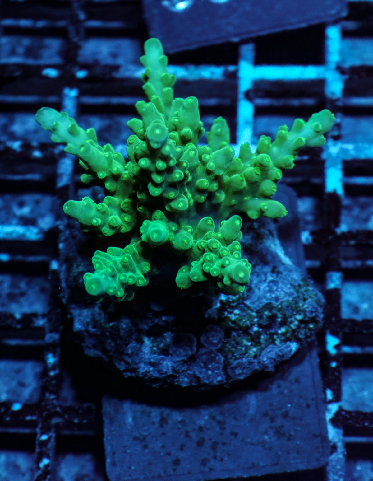 Acropora austera „golden age“