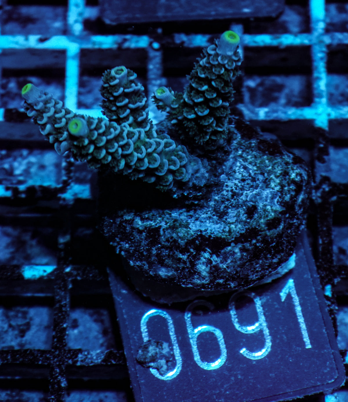 Acropora tenuis “Walt Disney art”