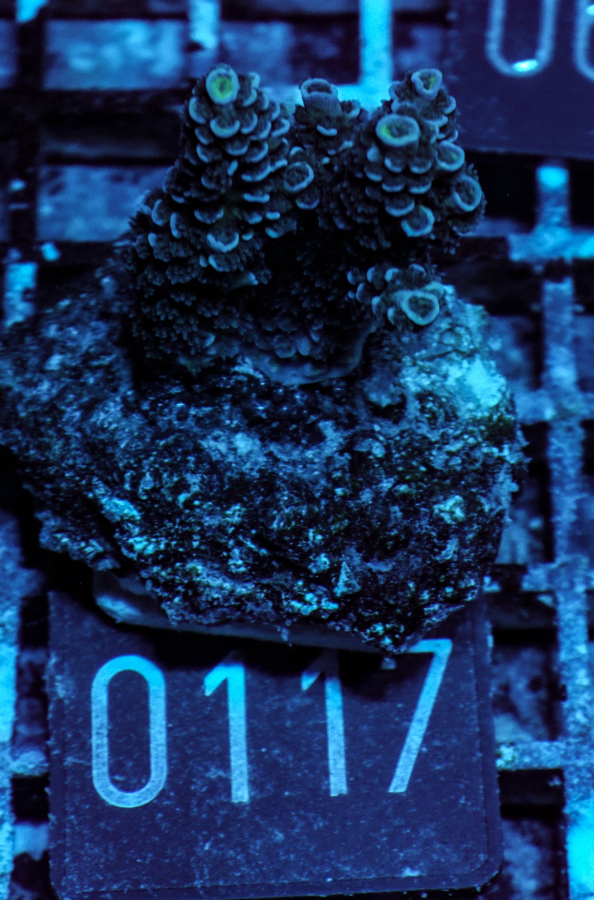 Acropora tenuis “Walt Disney art”