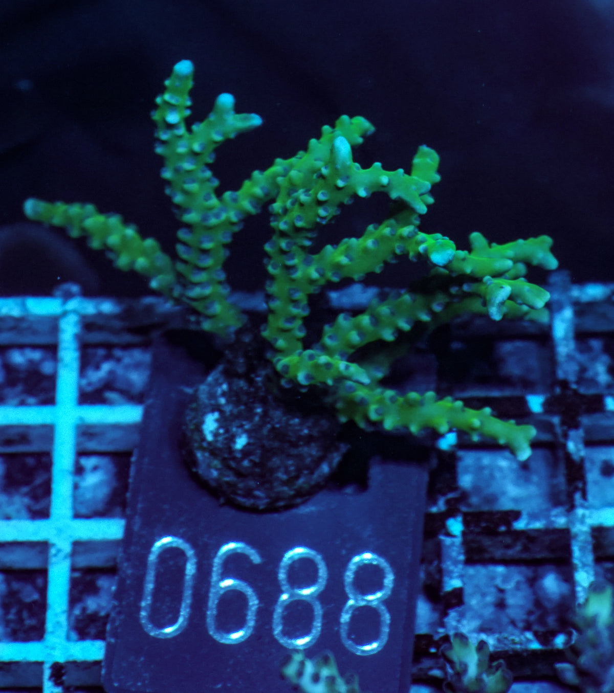 Anacropora forbesi  "rare"