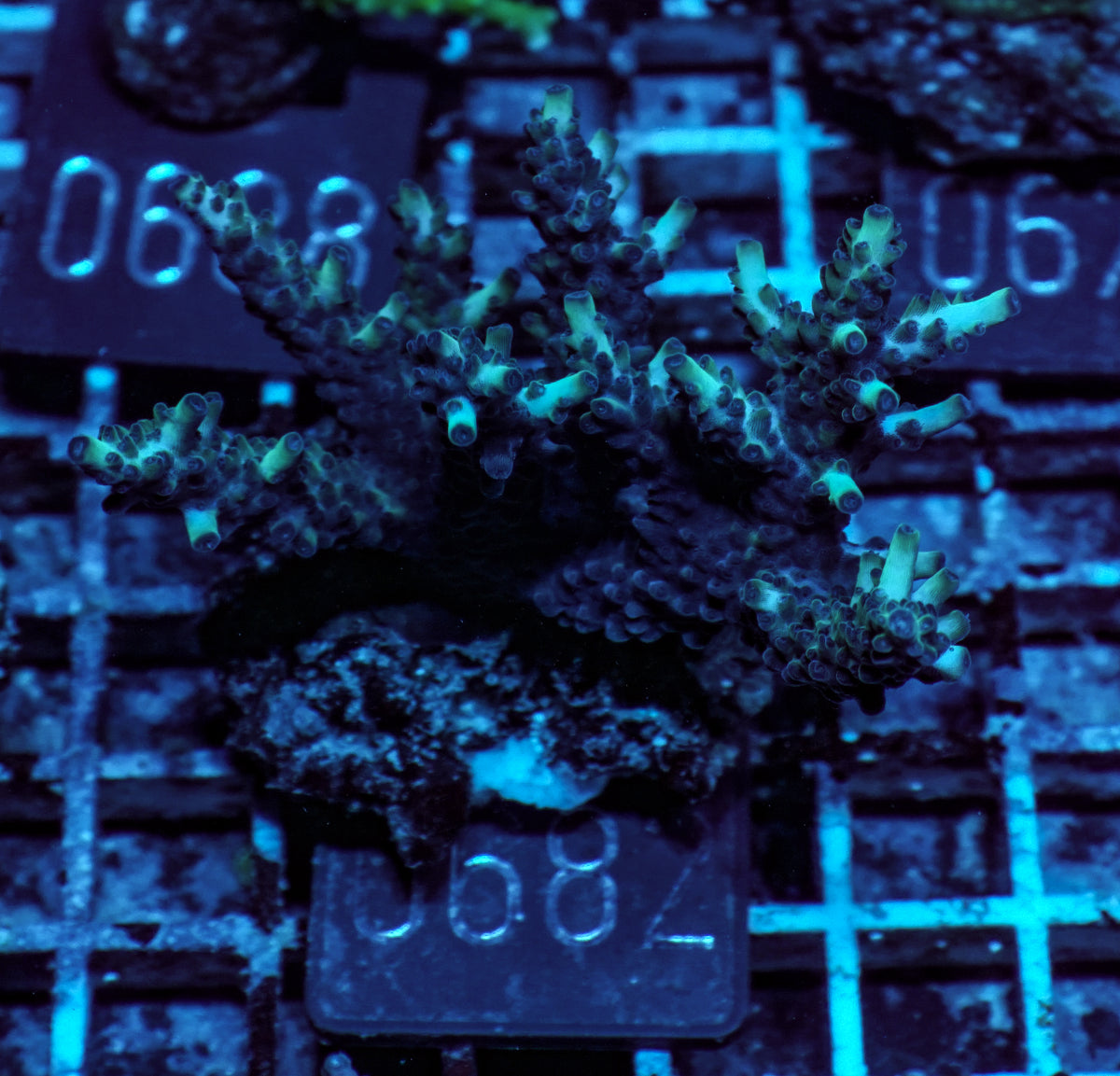 Acropora massawensis „false strawberry-shortcake"
