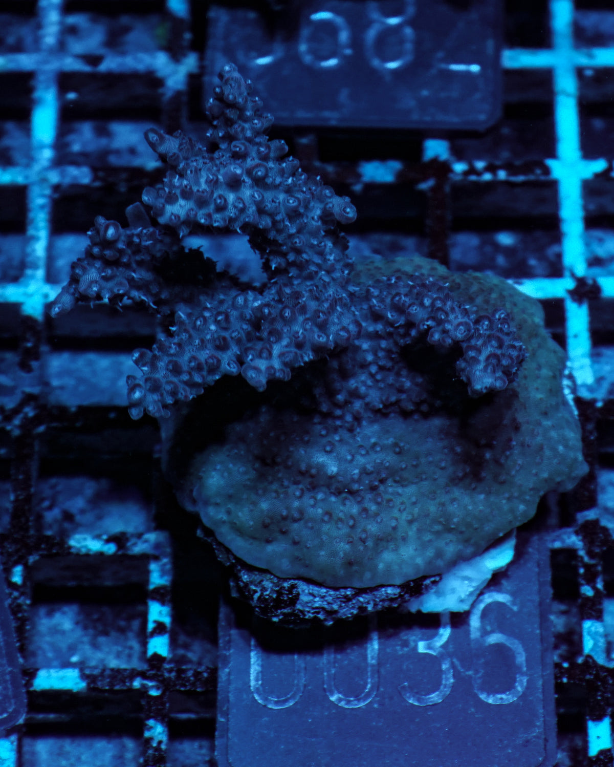 Acropora sp. "red devil"