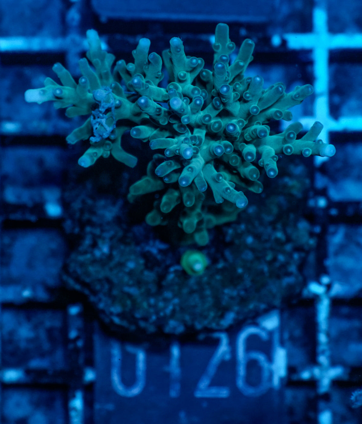 Acropora echinata
