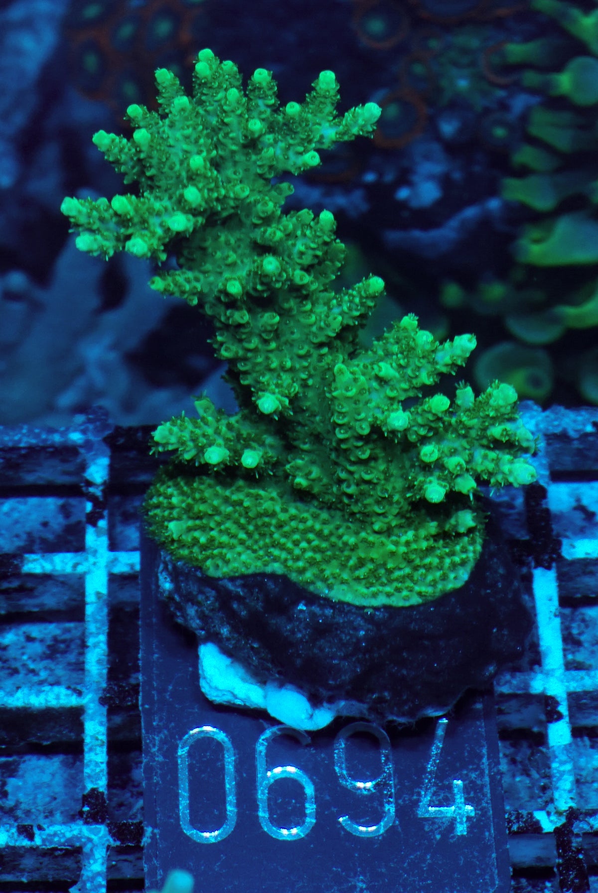 Acropora hyacinthus „green forest“